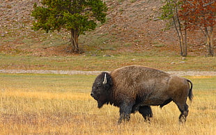 American Buffalo roaming in open field during day time HD wallpaper